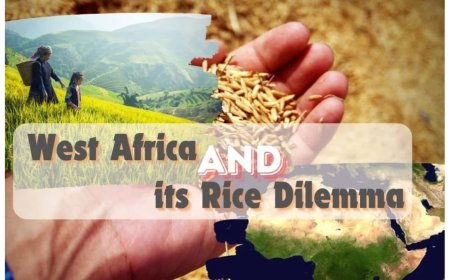 West Africa’s Rice Conundrum by Vivek Gahlaut, Co-Founder – Terra Firma Commodities, Dubai UAE