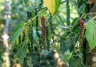 India's Black Pepper Market Faces Supply Challenges Amid Climate Change and Unorganised Trade